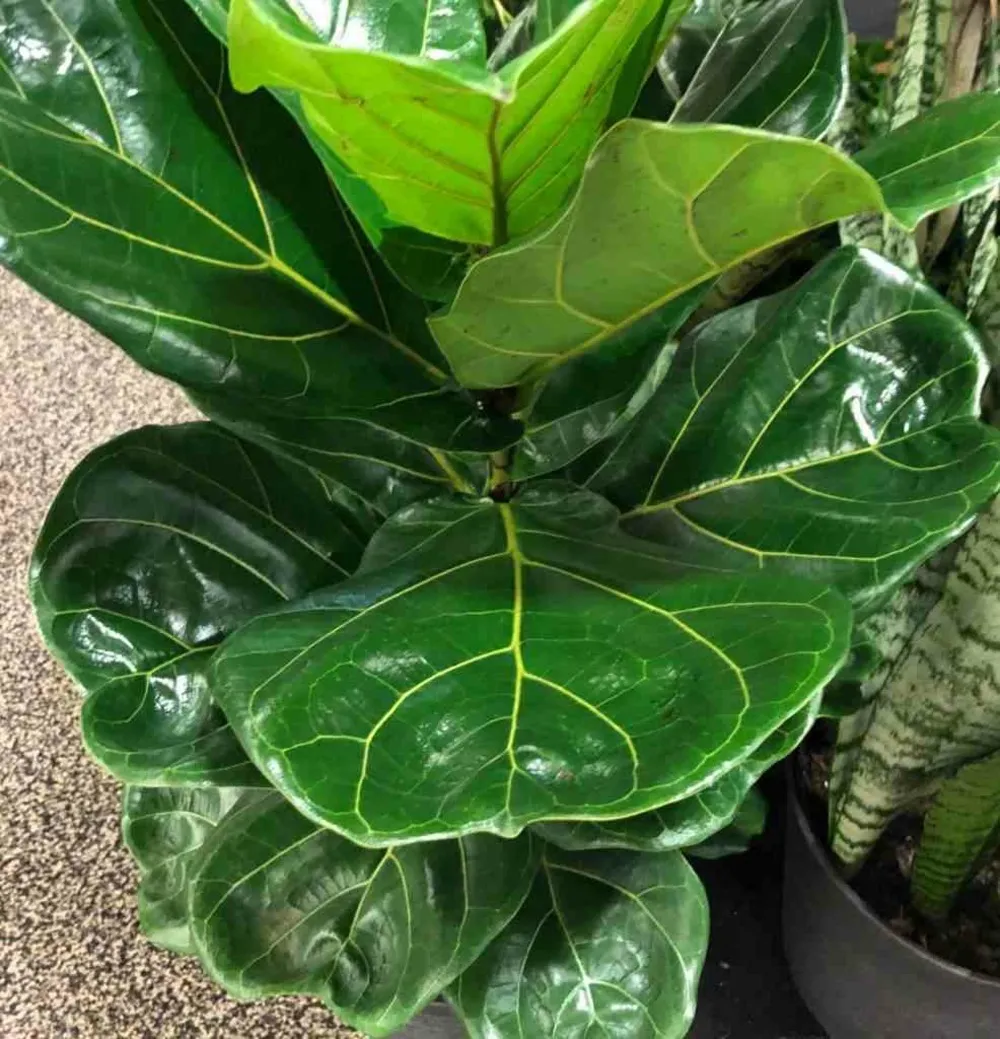 Ficus lyrata (ficus lyre) pot de 65l - 130/150cm