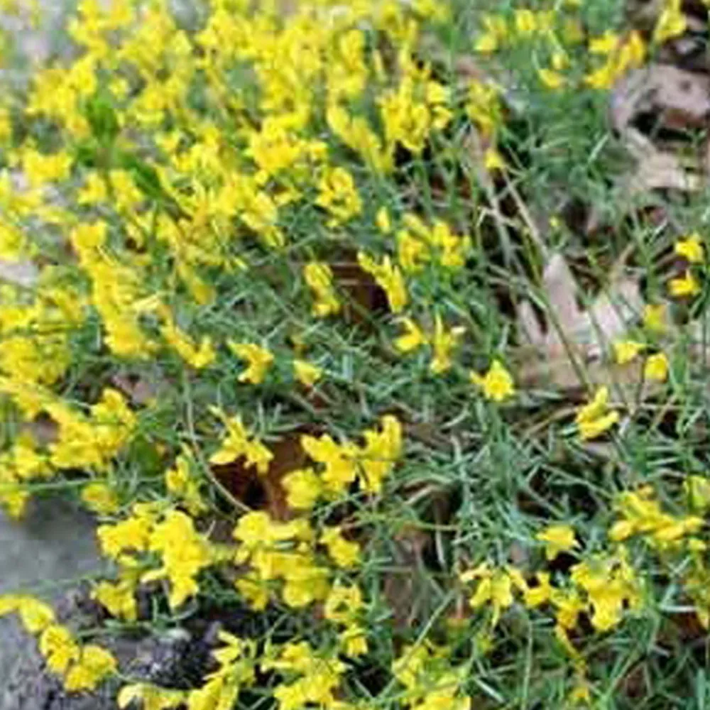 Genêt de lydie - genista lydia - 40-50 cm pot