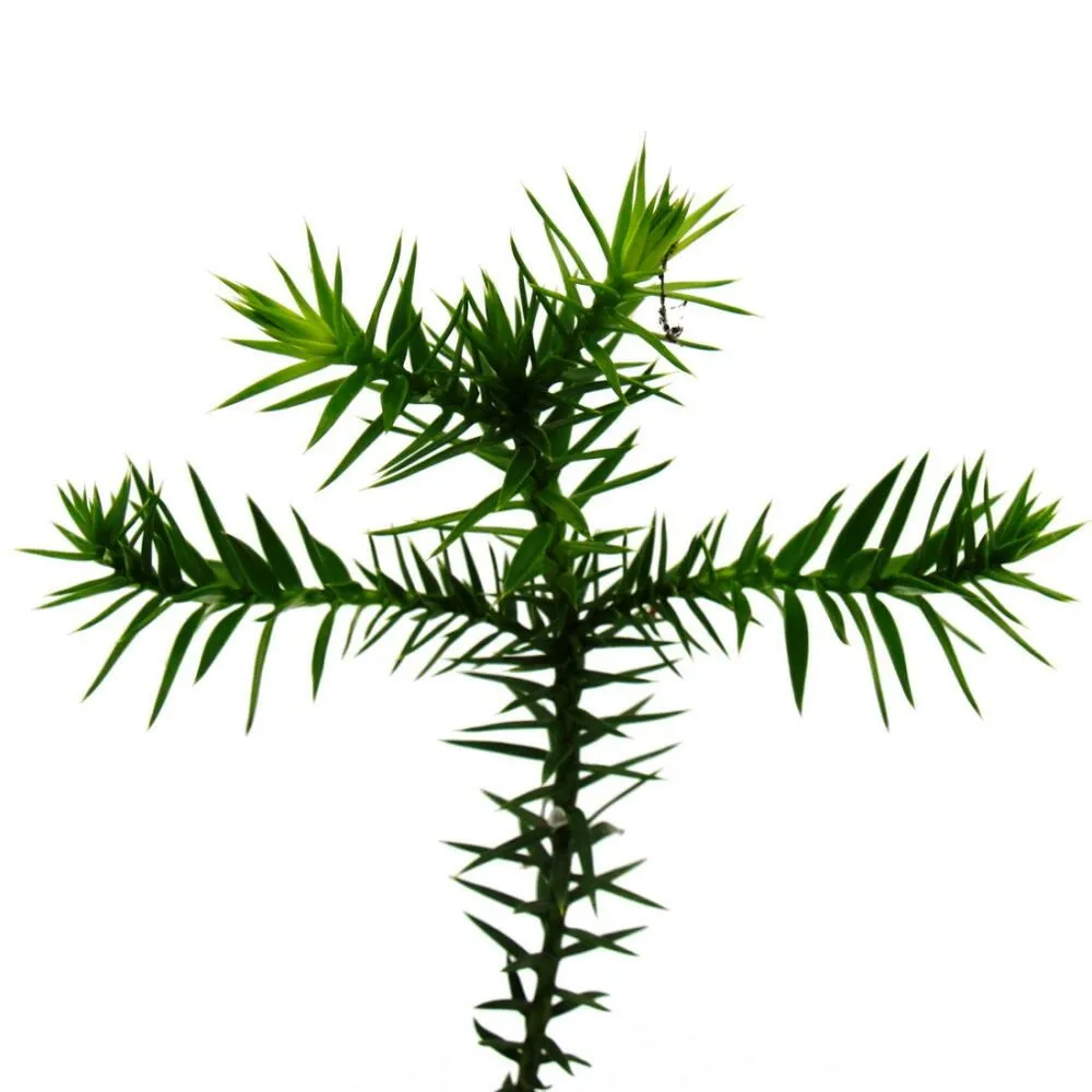 Sapin d'ornement du chili sapin des andes araucaria araucana plant en pot de 15 cm