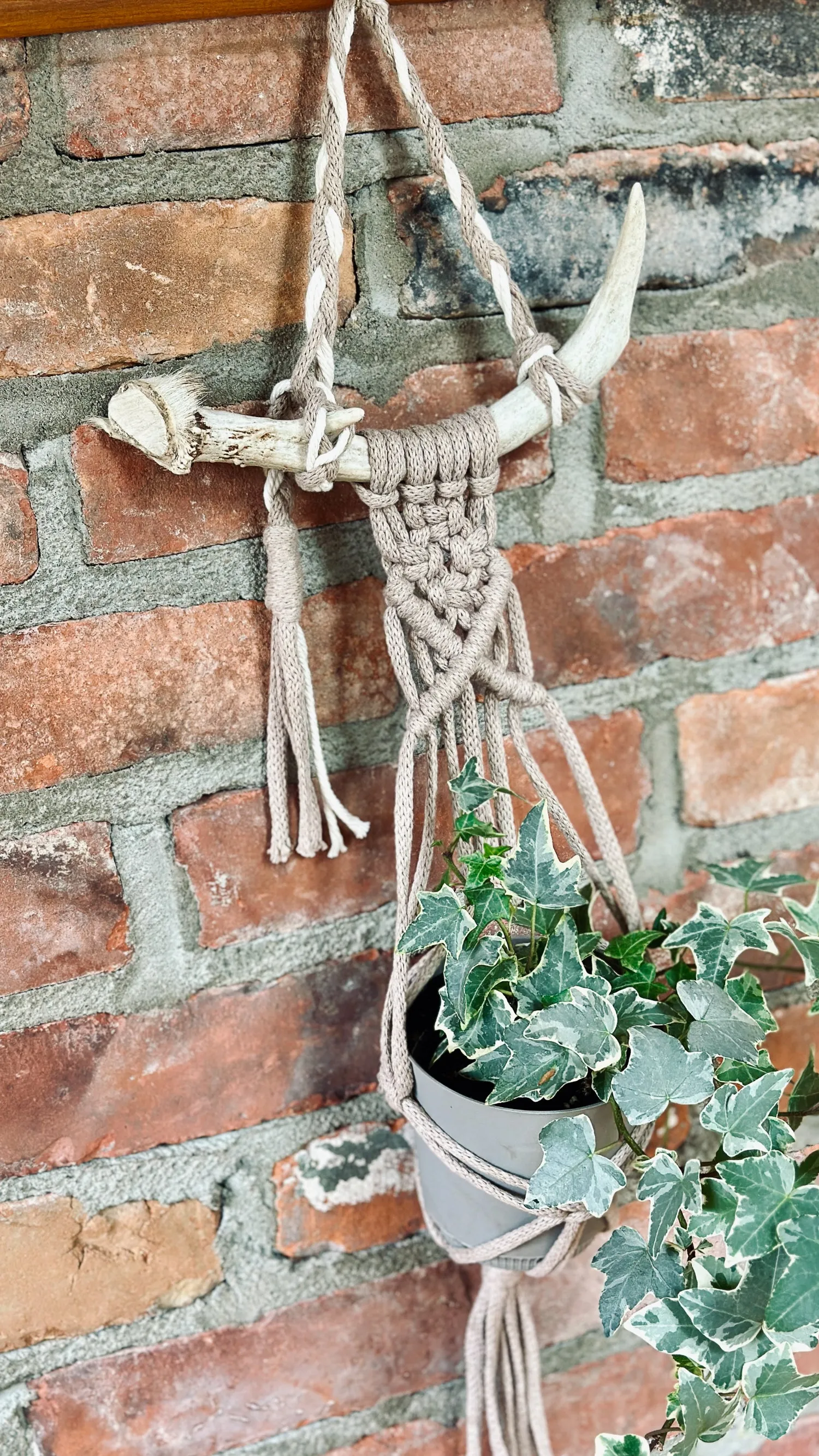 Macramé Plant Hanger on Reclaimed Wood Wall Decor